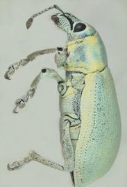  southern citrus root weevil adult; photo by Natasha Wright, Florida Department of Agriculture and Consumer Services,  www.bugwood.org 
