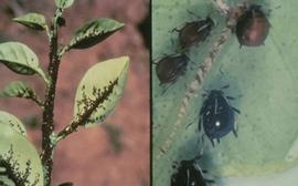  brown citrus aphids; photo courtesy of Florida Division of Plant Industry Archive, Florida Department of Agriculture and Consumer Services,  www.bugwood.org 
