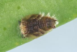   Asian citrus psyllid parasitized nymph; photo by Lyle Buss, Department of Entomology and Nematology, University of Florida 