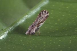  Asian citrus psyllid adult in feeding position; photo by Lyle Buss, Department of Entomology and Nematology, University of Florida   