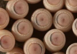  brown marmorated stink bug eggs; photo by Susan Ellis,  www.bugwood.org 
