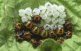  brown marmorated stink bug eggs and nymphs; photo by David R. Lance, USDA APHIS PPQ,  www.bugwood.org 
