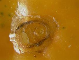  California red scale; photo by Lyle Buss, Department of Entomology and Nematology, University of Florida 