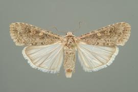  beet armyworm adult; photo by Lyle Buss, Department of Entomology and Nematology, University of Florida 