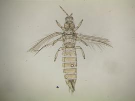 Florida flower thrips; photo by Lyle Buss, Department of Entomology, University of Florida 