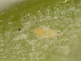  Florida flower thrips; photo by Lyle Buss, Department of Entomology, University of Florida 