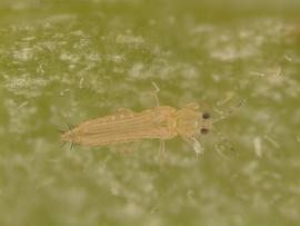  Florida flower thrips; photo by Lyle Buss, Department of Entomology, University of Florida 