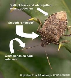  diagnostic characteristics of the brown marmorated stink bug; photo by Jeff Wildonger, USDA-ARS-BIIR  