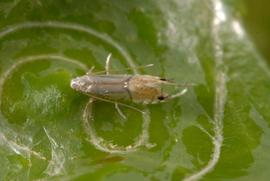  citrus leafminer adult; photo by Lyle Buss, Department of Entomology and Nematology, University of Florida 