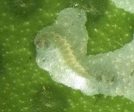  citrus peelminer larva; photo by Elizabeth E. Grafton-Cardwell, UC Statewide IPM Program, University of California 