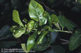 citrus leafminer damage; photo by David Rosen, UC Statewide IPM Program, University of California 
