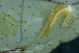  citrus leafminer larvae; photo courtesy of UC Statewide IPM Program, University of California 