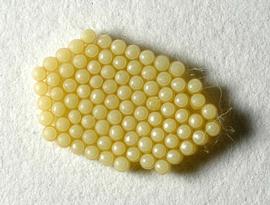  southern green stink bug eggs; photo by Herb Pilcher, USDA ARS,  www.forestryimages.org 
