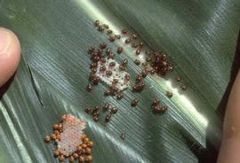  southern green stink bug eggs and nymphs; photo by Ronald Smith, Auburn University,  www.bugwood.org 
