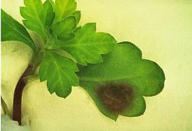  Egyptian cottonworm egg mass; photo by O. Heikinheimo,  www.bugwood.org 
