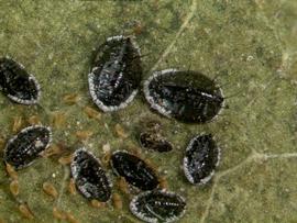  citrus blackfly eggs, larvae, and pupae; photo by Lyle Buss, Department of Entomology and Nematology, University of Florida 