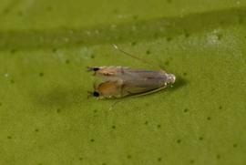  citrus leafminer adult; photo by Lyle Buss, Department of Entomology and Nematology, University of Florida 