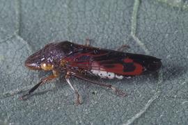  glassy-winged sharpshooter adult; photo by Lyle Buss, Department of Entomology, University of Florida 