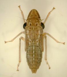  glassy-winged sharpshooter nymph; photo by Reyes Garcia III, USDA-ARS 