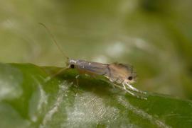  citrus leafminer adult; photo by Lyle Buss, Department of Entomology and Nematology, University of Florida 