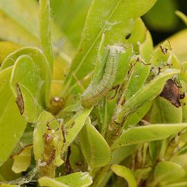  light brown apple moth larva; photo by  T. M. Gilligan amp; M. E. Epstein,  LBAM ID  (CSU, CDFA, and USDA APHIS PPQ CPHST) 
