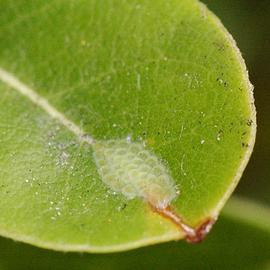  light brown apple moth eggs; photo by T. M. Gilligan amp; M. E. Epstein,  LBAM ID  (CSU, CDFA, and USDA APHIS PPQ CPHST) 