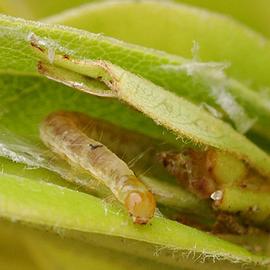  light brown apple moth larva; photo by T. M. Gilligan amp; M. E. Epstein,  LBAM ID  (CSU, CDFA, and USDA APHIS PPQ CPHST) 