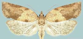  light brown apple moth adult; photo courtesy of Department of Primary Industries and Water, Tasmania Archive,  www.bugwood.org  