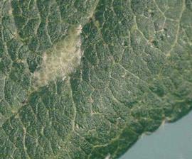  light brown apple moth eggs; photo courtesy of Department of Primary Industries and Water, Tasmania Archive,  www.bugwood.org 
