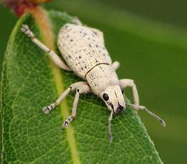  little leaf notcher adult; photo by Sean McCann,  www.bugguide.net 
