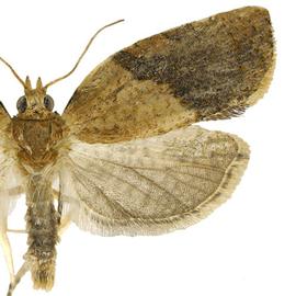  light brown apple moth adult; photo by T. M. Gilligan amp; M. E. Epstein,  LBAM ID  (CSU, CDFA, and USDA APHIS PPQ CPHST) 