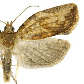  light brown apple moth adult; photo by T. M. Gilligan amp; M. E. Epstein,  LBAM ID  (CSU, CDFA, and USDA APHIS PPQ CPHST) 