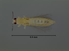  chilli thrips; photo by Lyle Buss, Department of Entomology and Nematology, University of Florida 