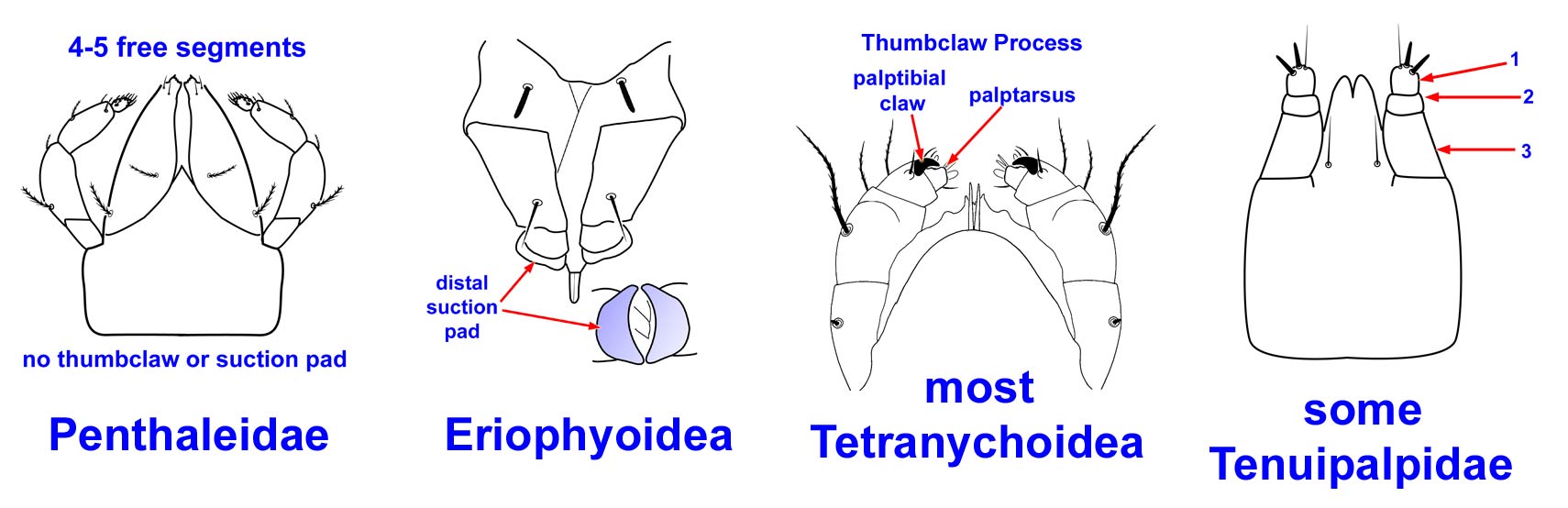 illustration of palps in two families and two superfamilies