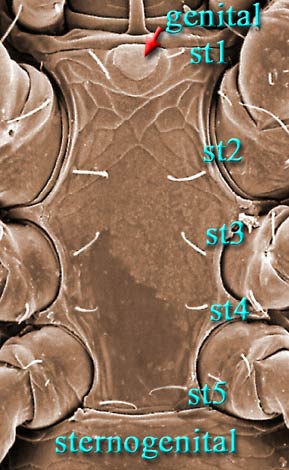 Figure 10; Athiasella male sternogenital shield.