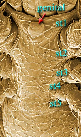 Figure 14; Stratiolaelaps male genital region.