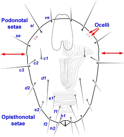 Podonotal and opisthonotal setae
