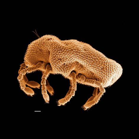 Calyptostomatidae sp.