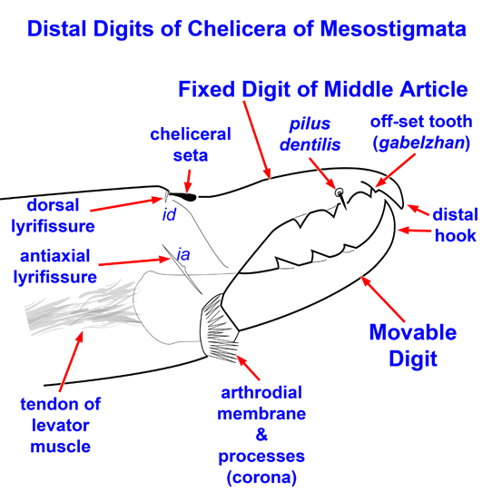 distal digits of chelicera of Mesostigmata