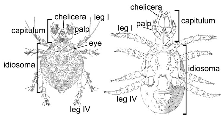 Dorsal view (left); ventral view (right)