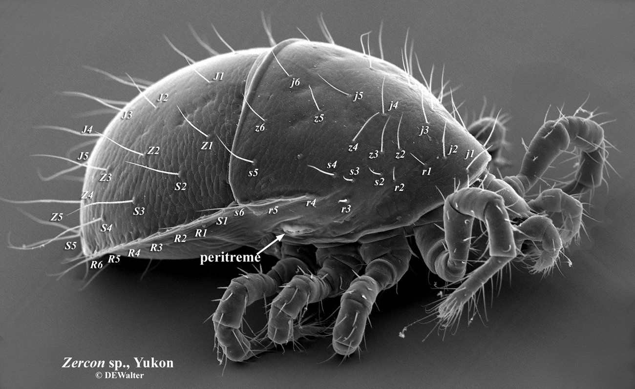 Lindquist-Evans system of setal signatures; Zercon sp, Yukon; SEM photo by Dave Walter