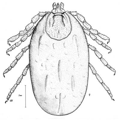 Fig. 1 ticks