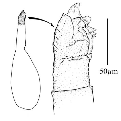 Fig. 3 tick