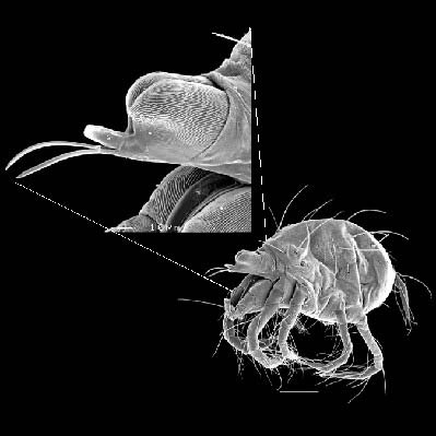 Fig. 4 spider mites