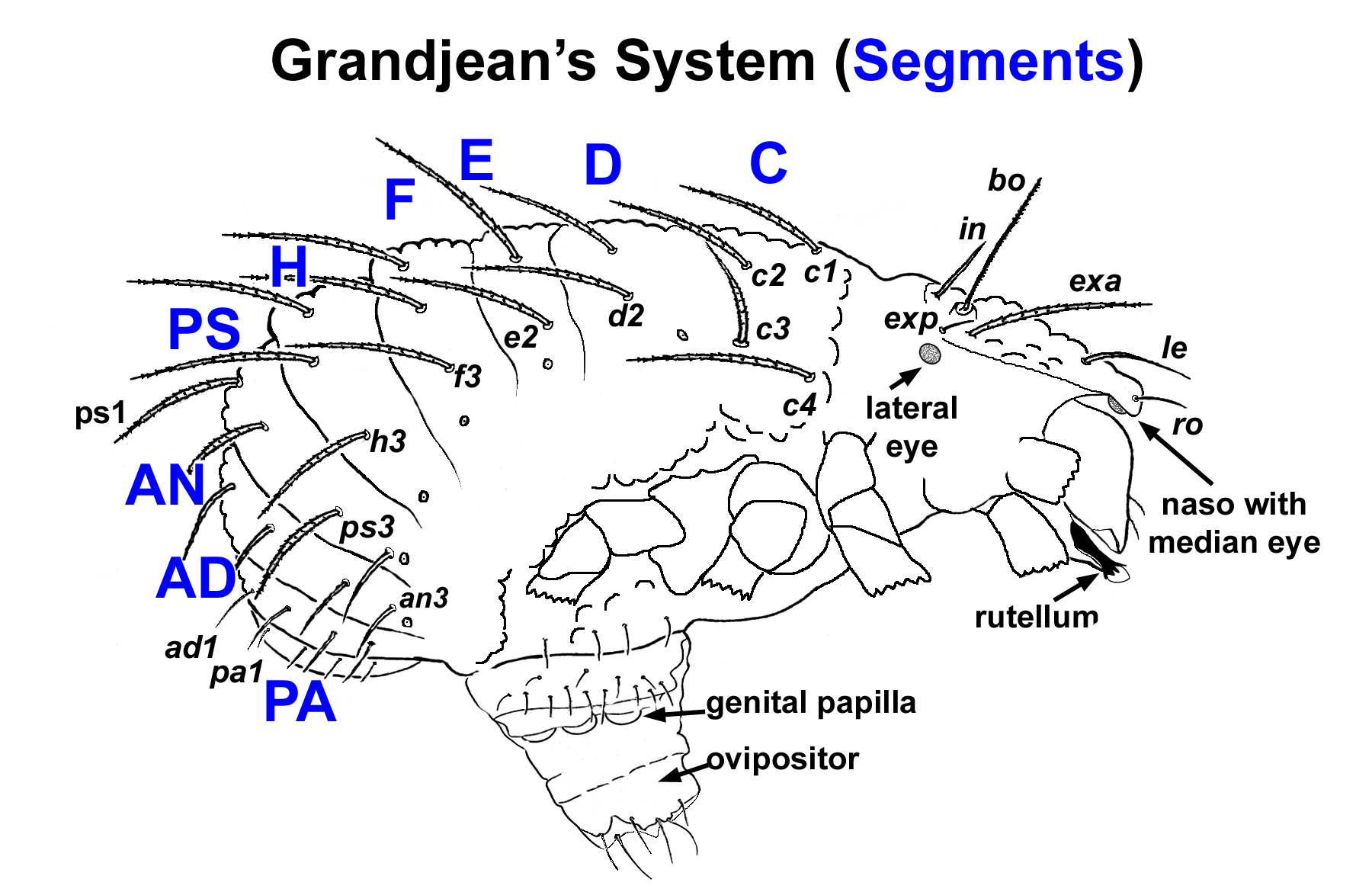 Grandjean system for segments