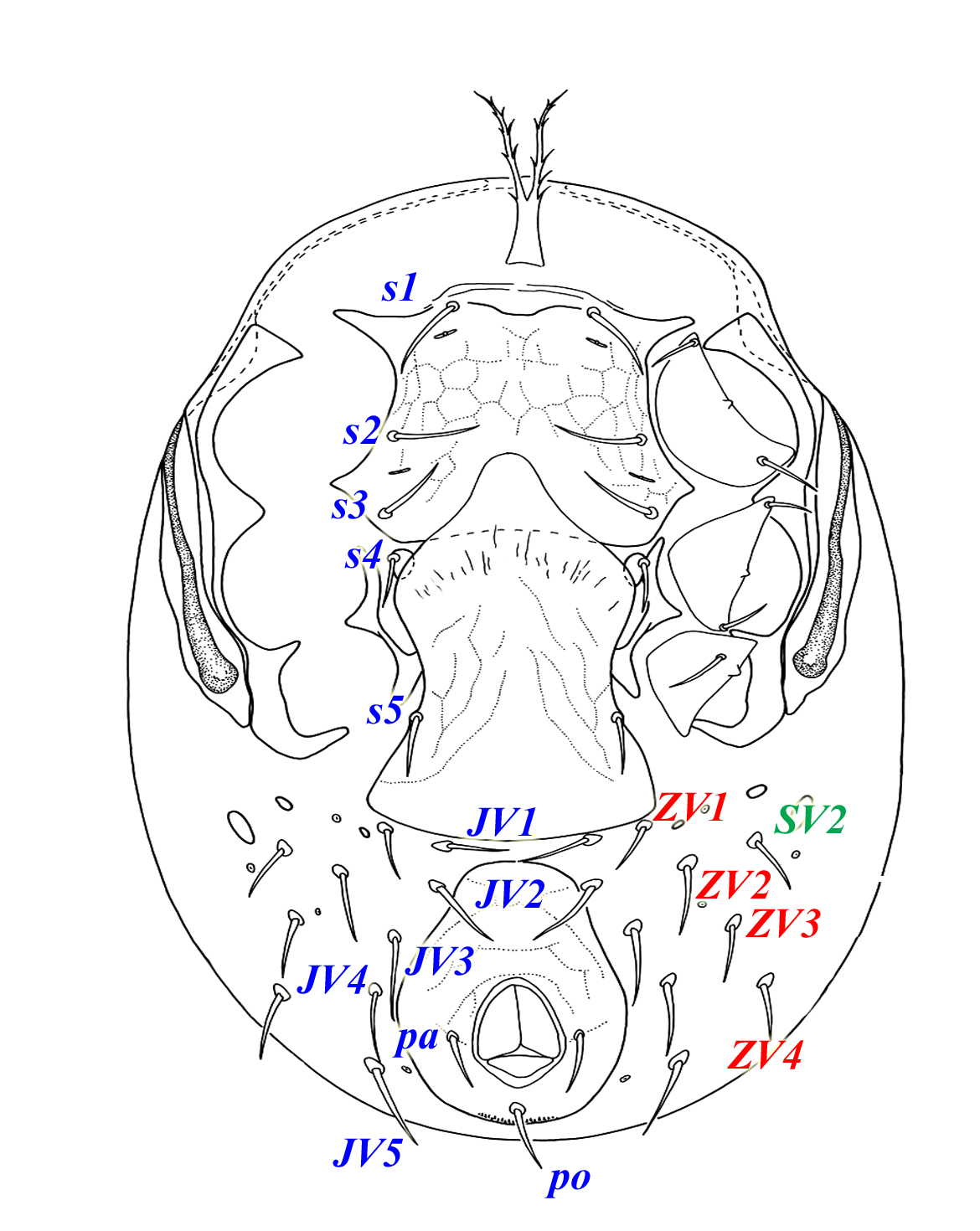 Lindquist-Evans system, ventral view