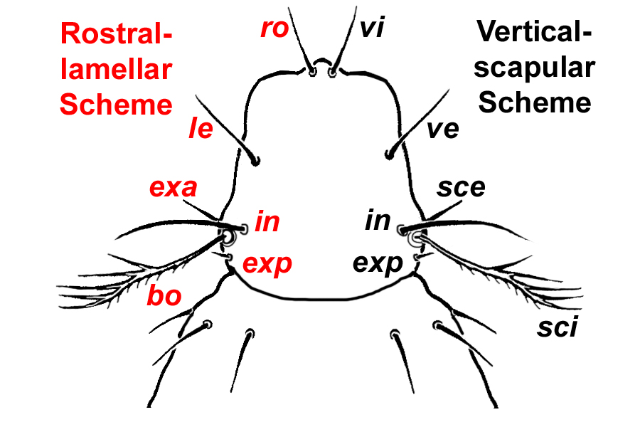 setae on prodorsum of acariform mites