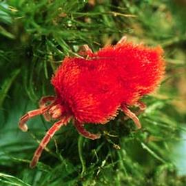 Red velvet mite (DEW, HCP)