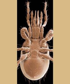  Athiasella  female venter (DEW)