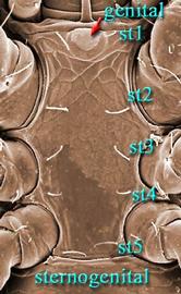  Athiasella  male sternogential shield (DEW)